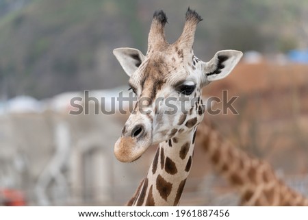 West African giraffe - Giraffa camelopardalis peralta - close up view on animals head 