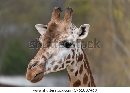 West African giraffe - Giraffa camelopardalis peralta - close up view on animals head 