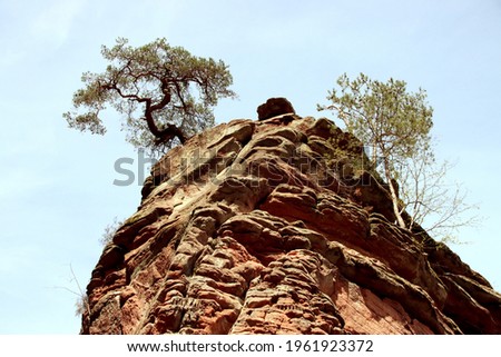 Single tree on top of clastic sedimentary sandstone rock formation. Corrosion of red stone in German national park. Large rock with beautiful green tree and blue sky in the background.