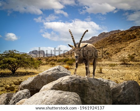 Mountain goat in the Judean Desert, Israel