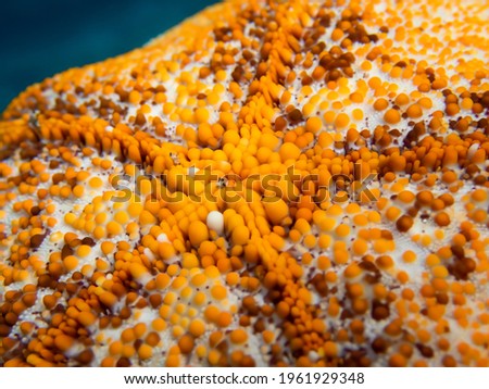 Close up underside of bright orange and white cushion sea star with bumps and design on blue ocean background underwater.