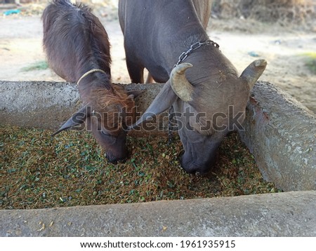 Beautiful and Cute Calf Closeup Photos Bison Buffalo Bull Pictures Eating Together in Village tied with a rope to a Pole India Domestic Dairy Animals or Cattle 