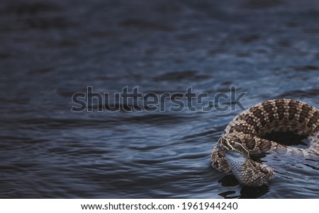 Rattlesnake swims across the Oahe Dam