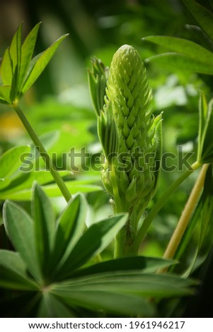 Lupine growing in the garden. Stock Photo