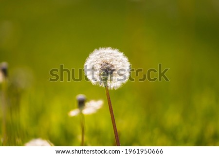 Dandelion in the grass in the spring