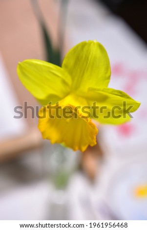 Close-up of the edge of the central tube in the shape of a flared funnel with the jagged edge of a daffodil. Floral macro. Spring macro of a pretty yellow flower. Macro nature.