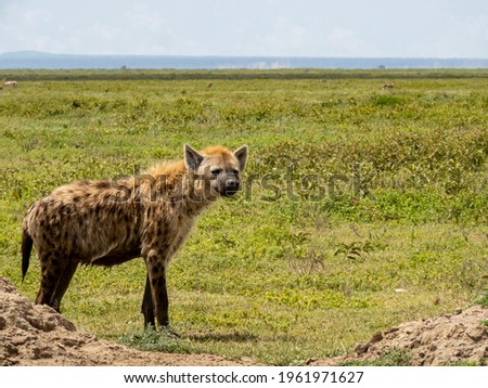 Serengeti National Park, Tanzania, Africa - March 1, 2020: Spotted hyena roaming the savannah