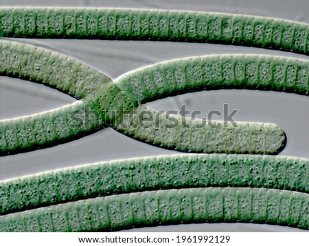 Oscillatoria, filaments of cyanobacteria (Blue green algae), light microscope image of  living cells Royalty-Free Stock Photo #1961992129