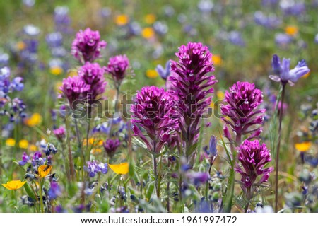 Purple owl's clover in North California Royalty-Free Stock Photo #1961997472