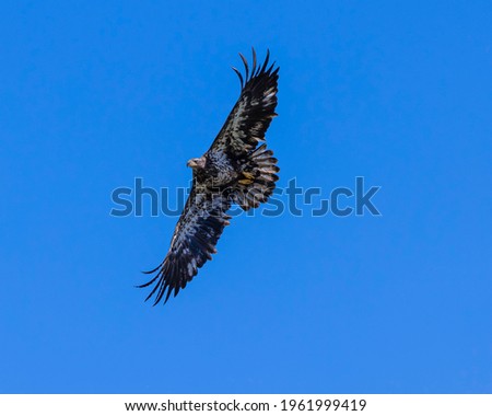Immature Bald Eagle Flying Soaring