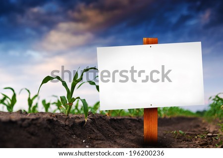 Blank sign in corn agricultural field in early spring, selective focus.