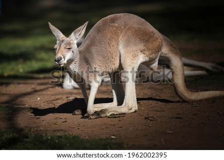 Kangaroo in the park in Australia. High quality photo