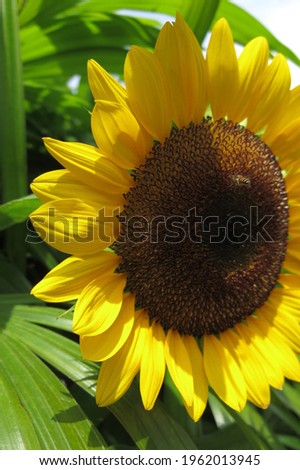 Sunflower blossom head close up with bee or bunga matahari dan lebah