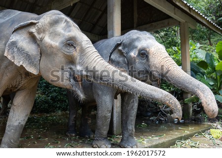 The cute elephant in zoo