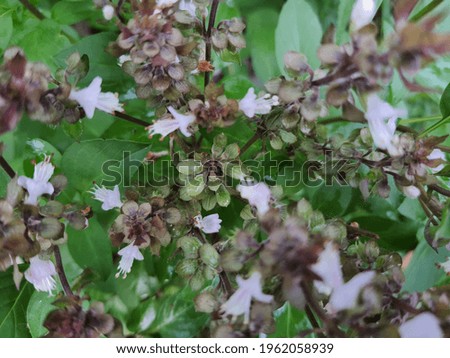 The flowers of thyme bloom in the evening
