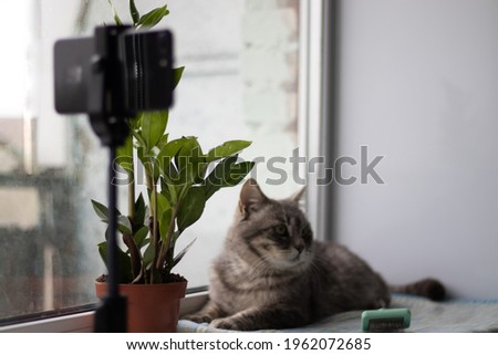 Grey cat on the windowsill with a plant. Taking picture of a cat with a smartphone on tripod. 