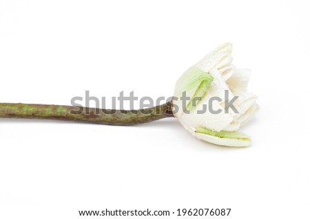 White lotus flower isolated on white background.