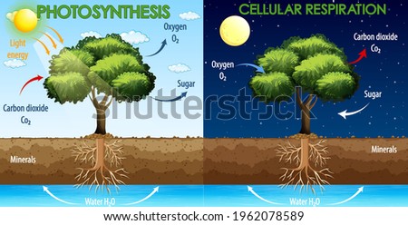 Diagram showing process of photosynthesis and cellular respiration illustration Royalty-Free Stock Photo #1962078589