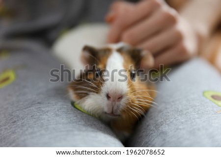 Girl strokes the guinea pig