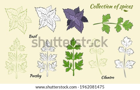 Drawn herbs and spices set.Sketsh of natural spices and kithen herbs. Botanical illustrations of aromatic plants. 
