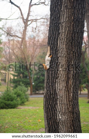 one beautiful squirrel descends from a tree in the park