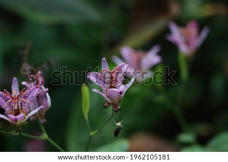 Tricyrtis formosus (Taiwanese toad lily) flower