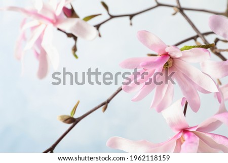 Magnolia tree branches with beautiful flowers on light blue background, closeup