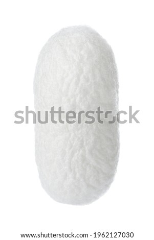 Beautiful natural silkworm cocoon isolated on white Royalty-Free Stock Photo #1962127030