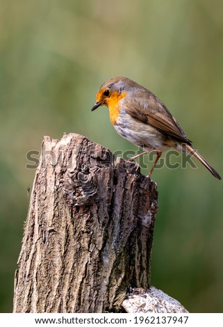A beautiful Robin perched on top of a tree stump looking for food