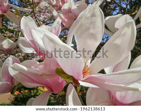 Several flowers of a magnolia (Magnolia × soulangeana, Tulpen-Magnolie) in a german garden at spring time
