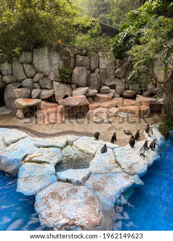 Group of penguins at the zoo