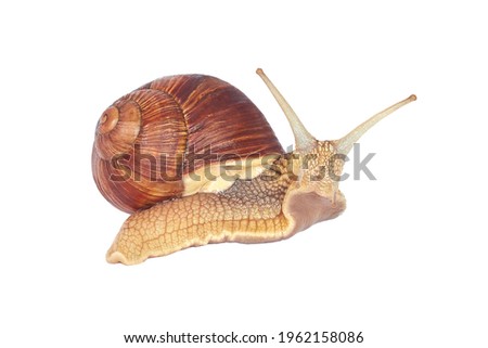 Grape snail isolated on a white background. Helix pomatia, burgundy snail, Roman snail, edible snail, escargot Royalty-Free Stock Photo #1962158086