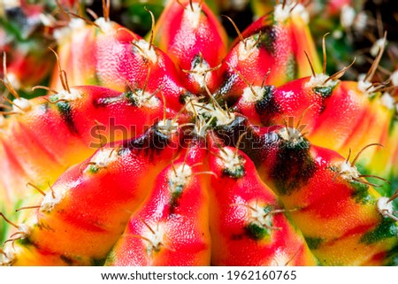 Gymnocalycium Cactus Nature Close up Macro Photography