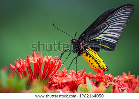 Pictures of butterflies is Troides helena that live and feed in areas of the country.