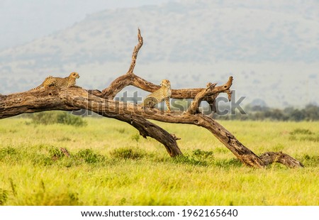 Two Cheetahs (Acinonyx jubatus) sitting on a tree in Amboseli national Park, Kenya, Africa
