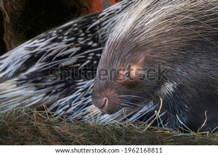 African Crested Porcupine laying at rest with a clean, textured background.