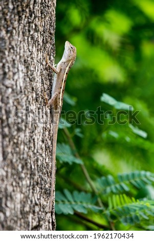 Picture of Oriental Garden Lizard that live and feed in the area of Thailand.