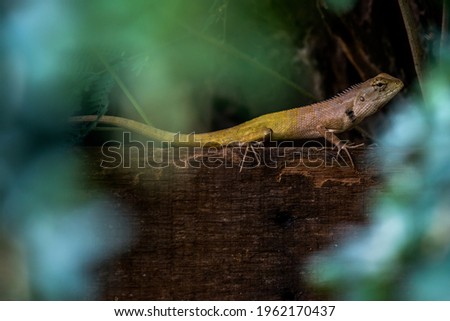 Picture of Oriental Garden Lizard that live and feed in the area of Thailand.