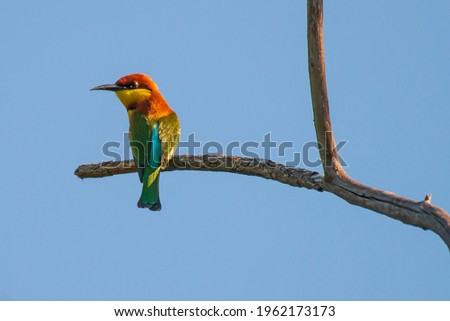 Picture of birds is Chestnut-headed Bee-eater that living and feed in the area of Thailand.