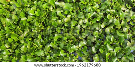 surface of river water body filled with thick green aquatic water plants. horizontal closeup top view. beautiful green leaves background.