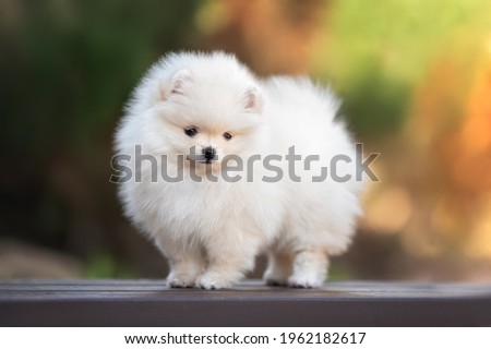 cream pomeranian spitz puppy standing outdoors