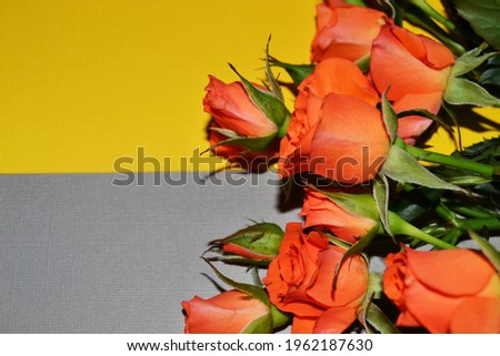 A bouquet of pink roses on a yellow-gray background. Mother's Day, Valentine's Day, Birthday Celebration concept. A greeting card. Copy space for text