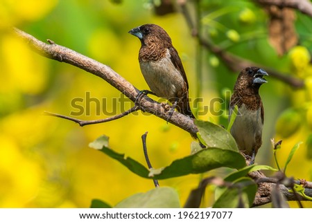 Picture of bird is White-rumped Munia that living and feed in the area of Thailand.