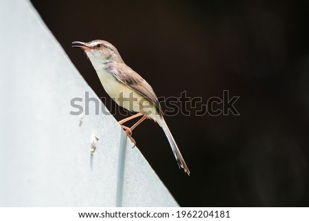 Picture of bird is Plain Prinia that living and feed in the area of Thailand.
