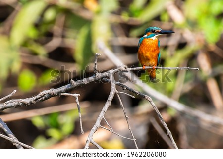 Picture of bird is Common kingfisher that living and feed in the area of Thailand.
