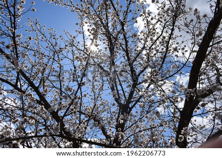Sun and white clouds in a blue sky, through the branches of a blooming apricot