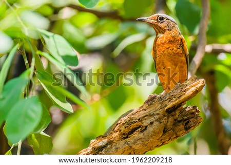 Picture of bird is White-throated Rockthrush that living and feed in the area of Thailand.