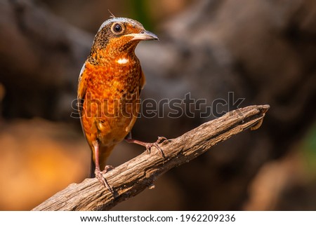 Picture of bird is White-throated Rockthrush that living and feed in the area of Thailand.