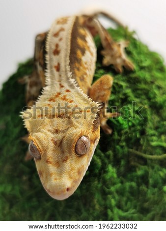 The Crested gecko on the green moose 