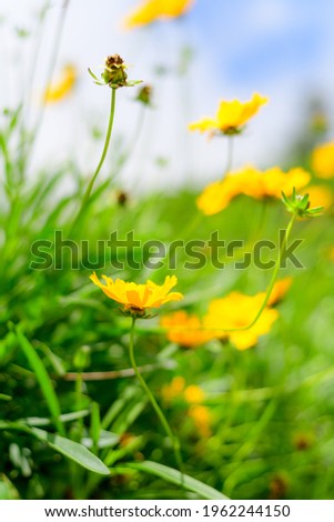 Beautiful meadow with many small yellow Dahlberg daisy flowers in the morning. 